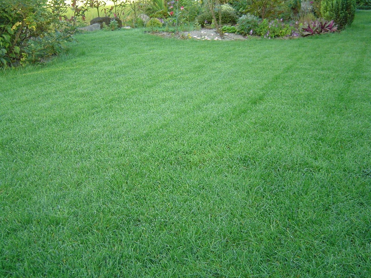品質が完璧 西洋芝の中で最も美しい緑を保つ芝生種TOP-GREEN-10Kg - その他 - hlt.no
